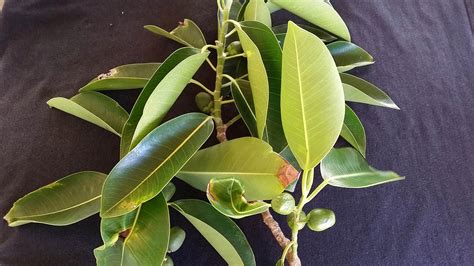Ficus balete Merr. .